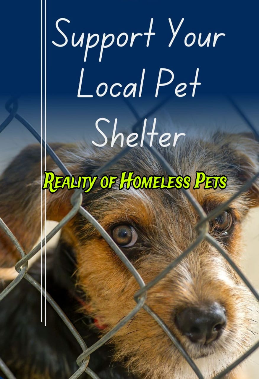 Support Local Pet Shelter