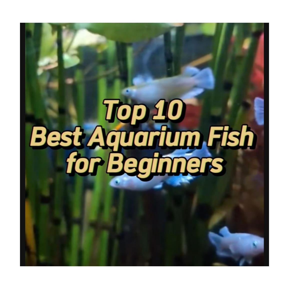 Top 10 Fish For Home