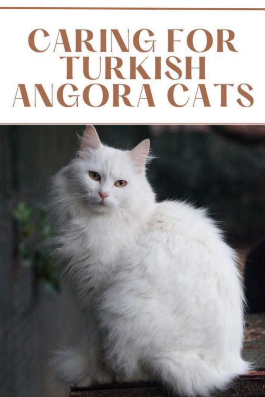 Turkish Angora Cat Complete Guidance