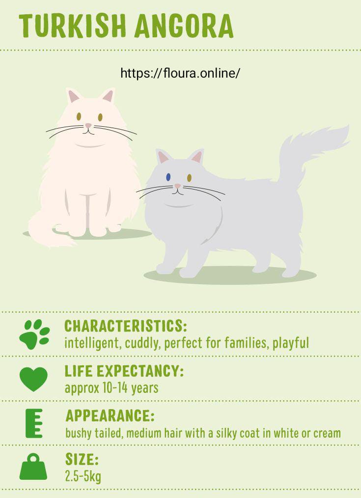 Turkish Angora Cat