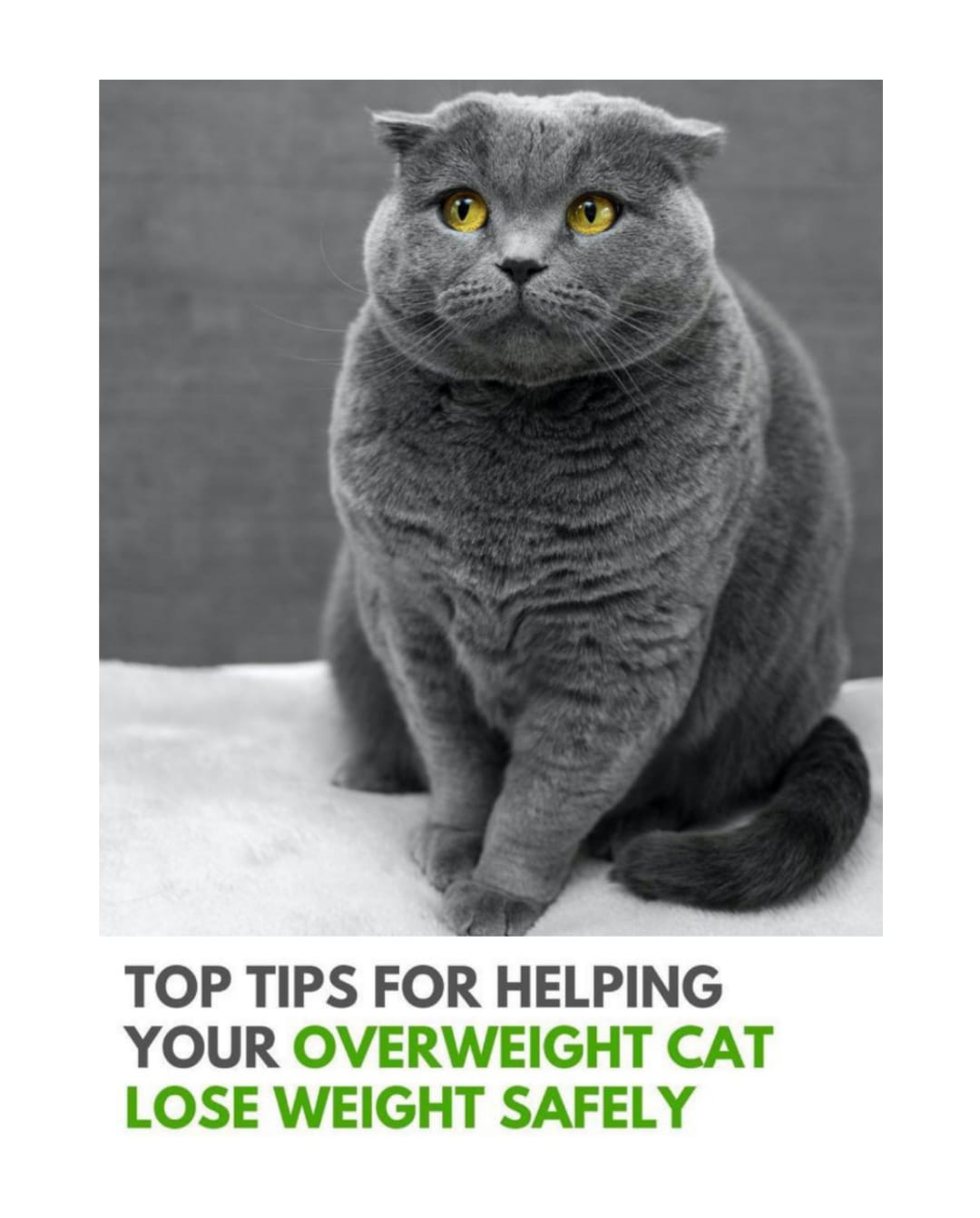 Cat Weight Loss Guide and Safe Diet & Effective Tips