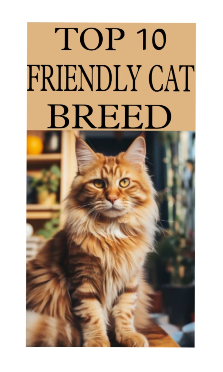 Top 10 Friendly Cat Breeds – World wild