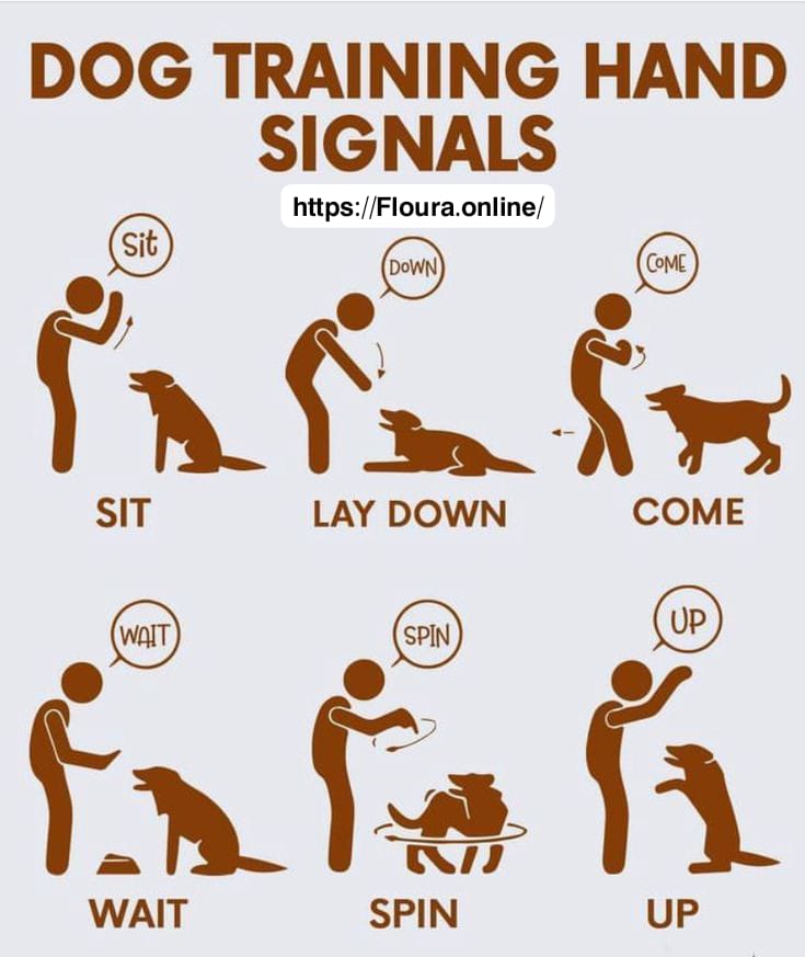 Dog Training Hand Signals