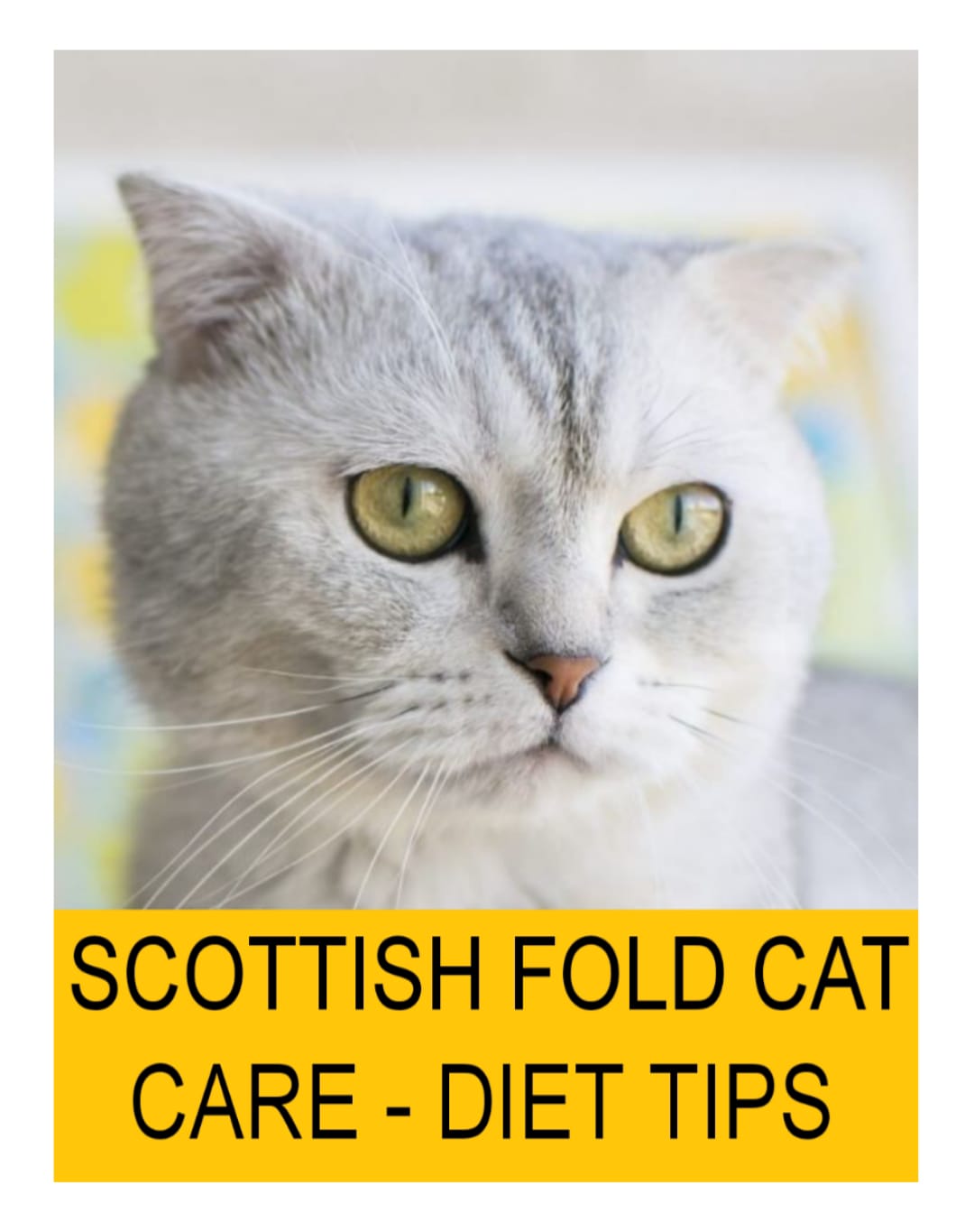 Scottish Fold Cat Care – Diet & Other Complete info