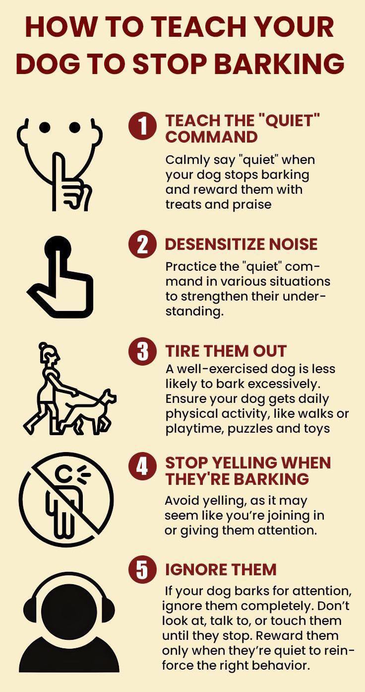 Train a Dog to Stop Barking