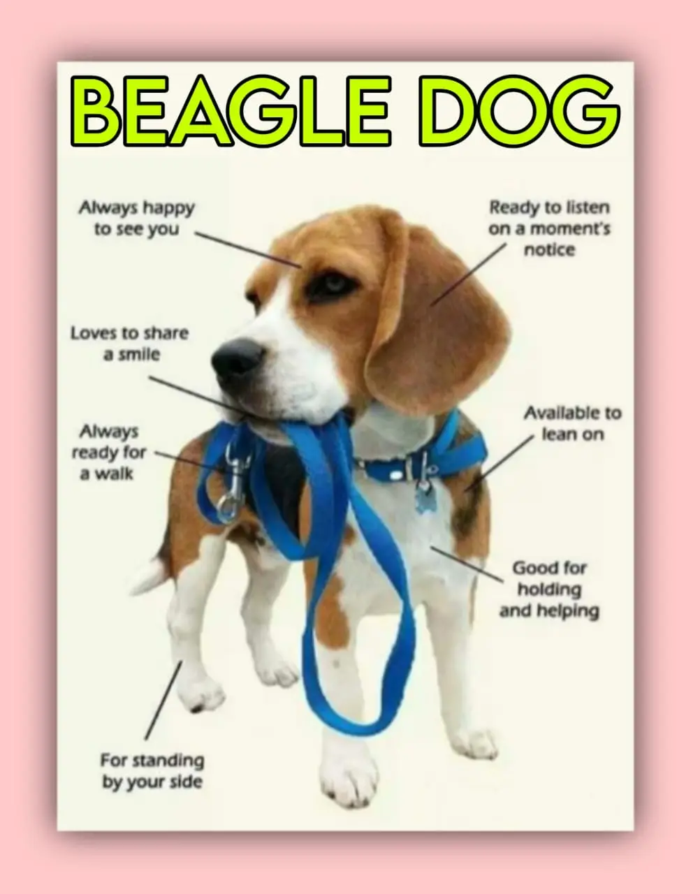 Beagle Dog Care, Unique Qualities, Diet & Behavioral 2 Beagle Dog Quality