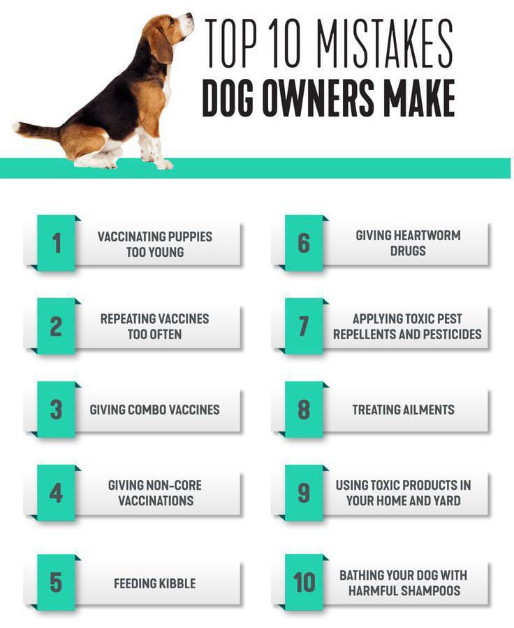 10 Common Mistakes Every Dog Owner 2 10 Common Mistakes Every Dog Owner