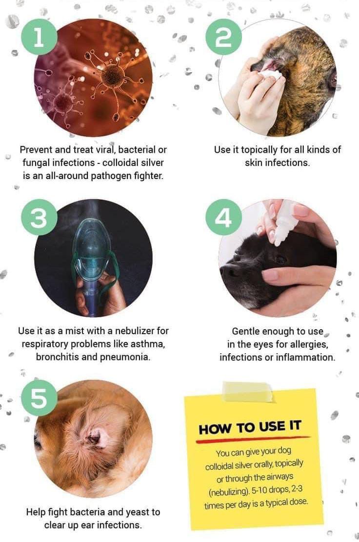 Useful Products for Pets 2 Useful Pet Product
