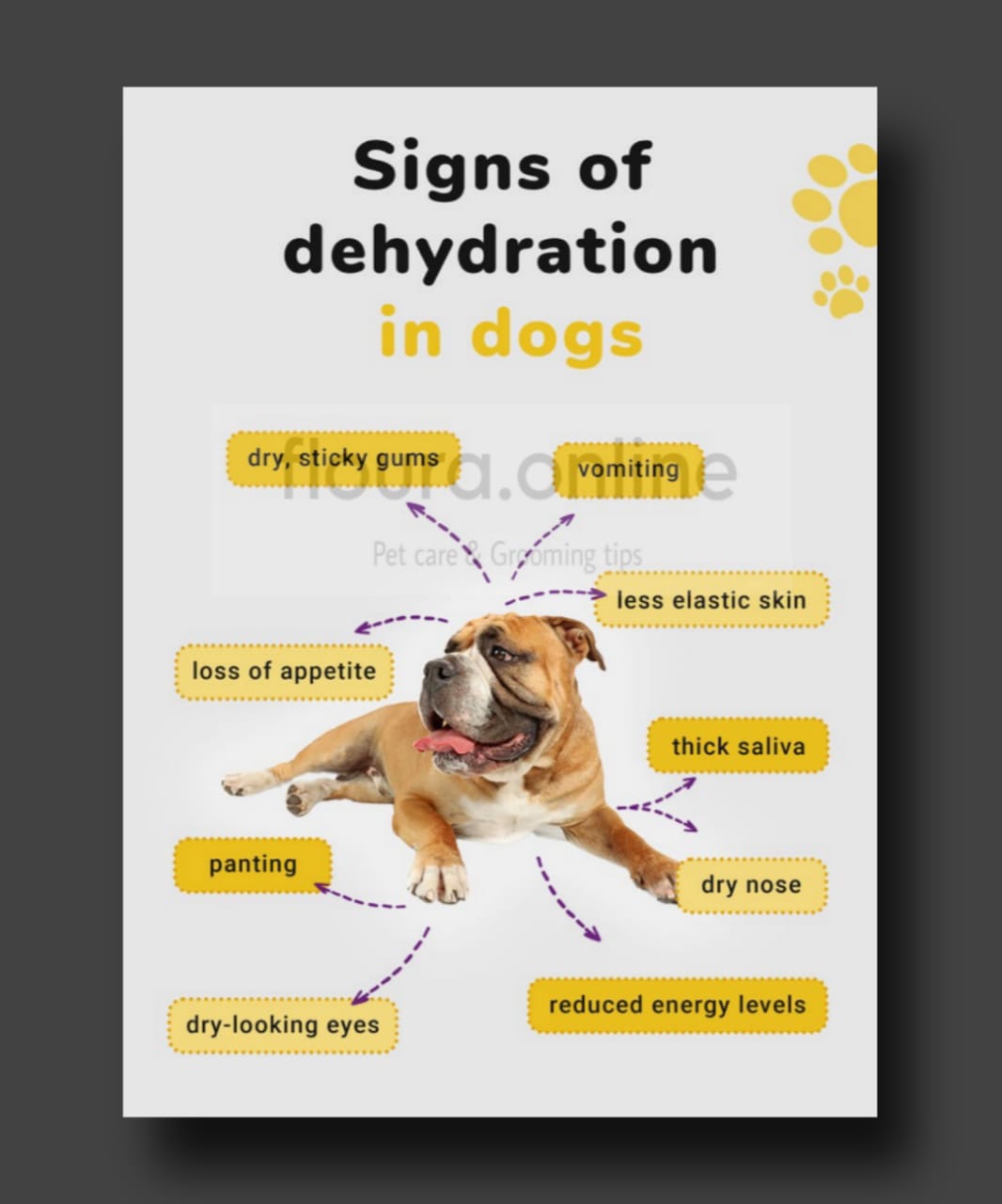 Dogs Hydration Tips & Remedies in Summer 2 Signs of Dehydration Dog's