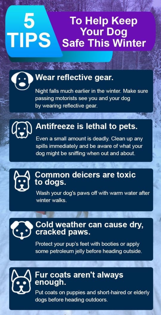 5 Winter Care Tips for Dogs