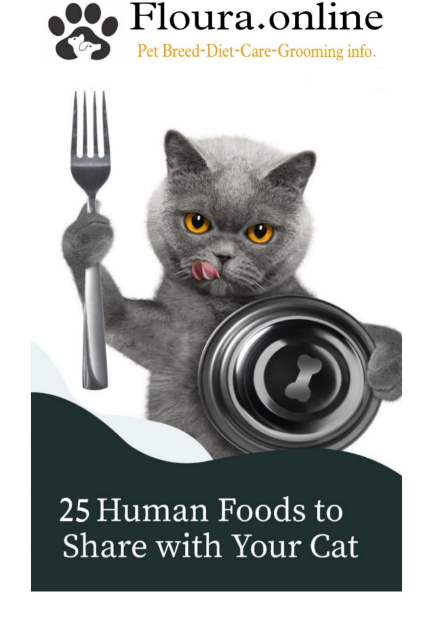 Human Food For Cats