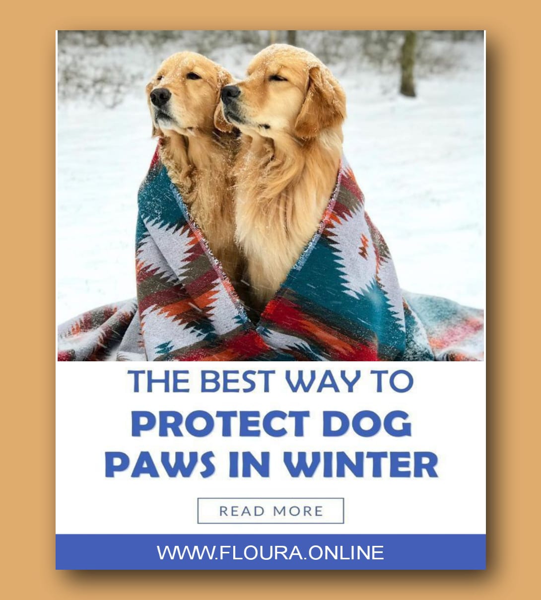Winter Care Tips for Dogs