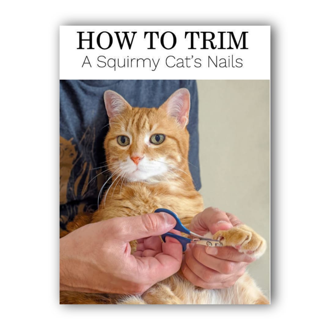 Trim Overgrown Cat Nails at Home Safely